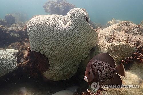호주에 동남아까지 '산호 백화 공포'…말레이 해양공원 50% 몸살