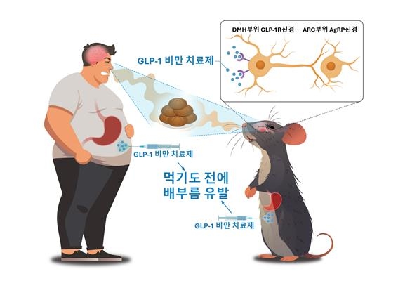 '먹기도 전에 배부른' 비만약 원리 알아냈다