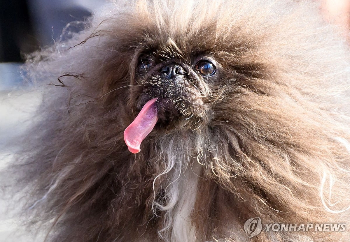 '가장 못생긴 개 대회' 우승견...무슨 사연이