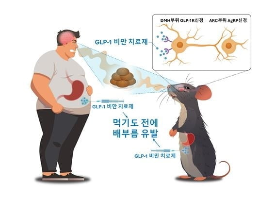 입맛 '뚝'…비만약 원리 알아냈다