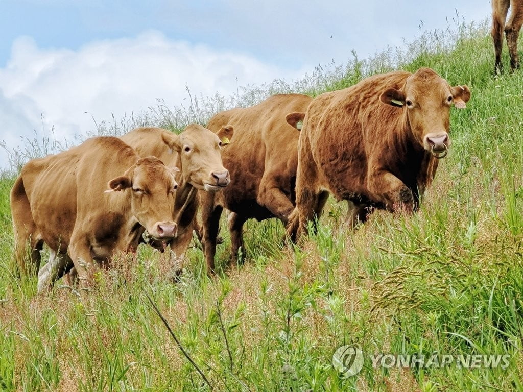 "금보다 비싼데"...한우 정액 훔쳤다 '철창행'