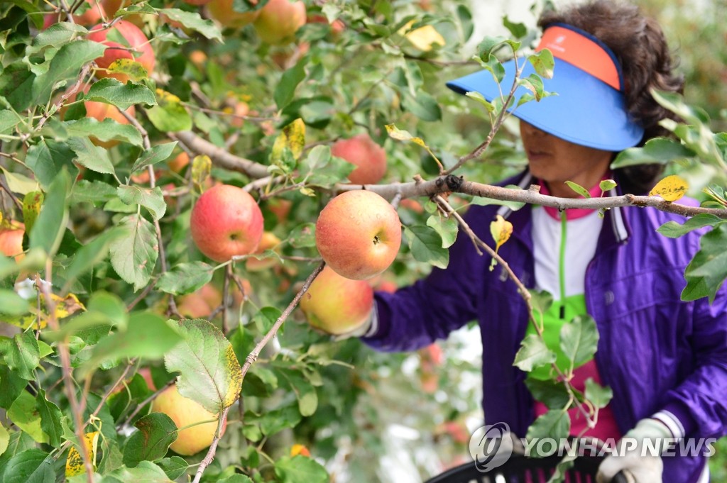 지구온난화 과수재배지 북상…평창군, 명품 사과 주산지 노린다