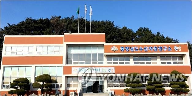 충남수산자원연구소, 어린 주꾸미 60만마리 방류