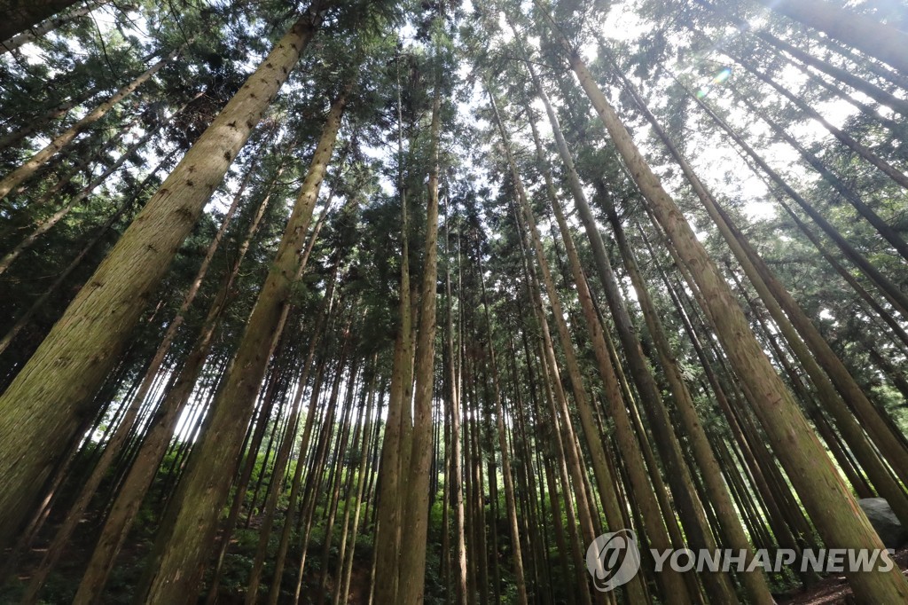 장성군, 축령산 편백숲 '산림청 자연휴양림' 지정 추진