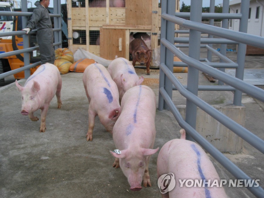 돼지 일본뇌염 백신 맞혔더니 돼지열병 항체도 형성