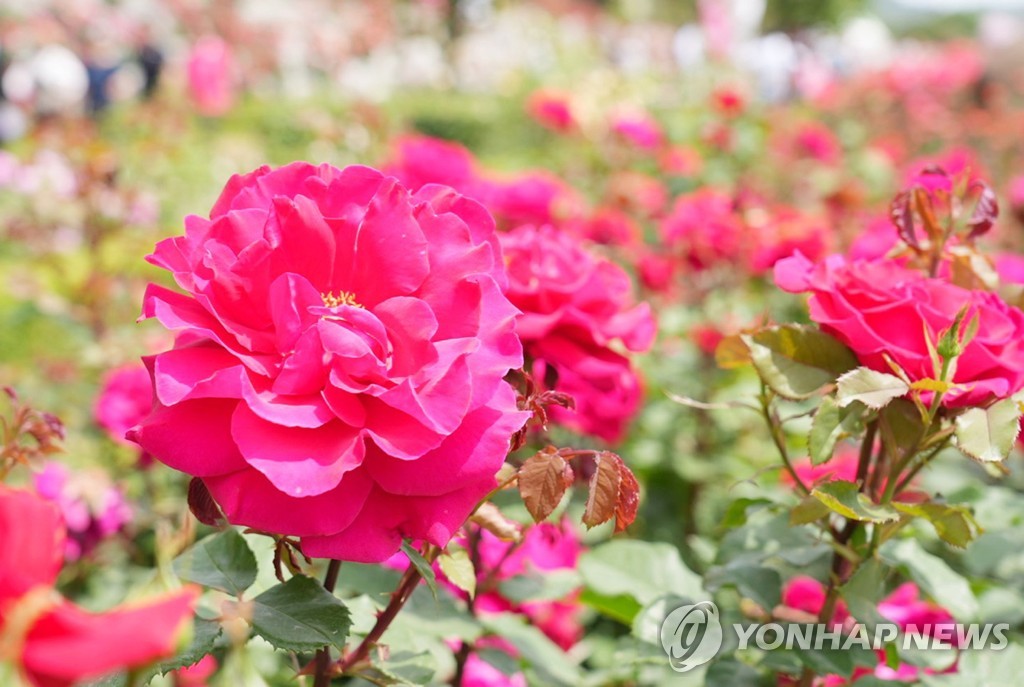 삼척시, 내년 장미축제 기간 연장…올해 35만명 방문 효과 입증