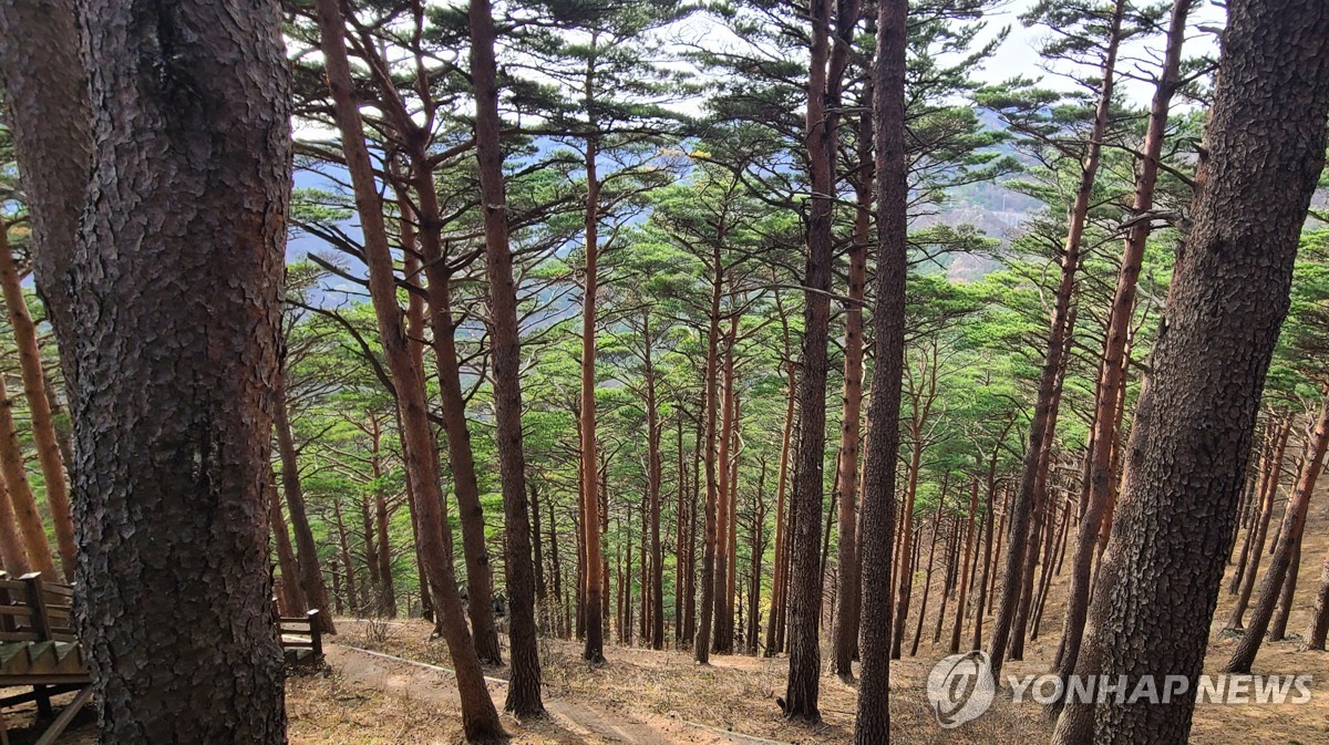 "대관령 숲길 맨발로 걸어요" 가톨릭관동대, 산림치유축제 개최