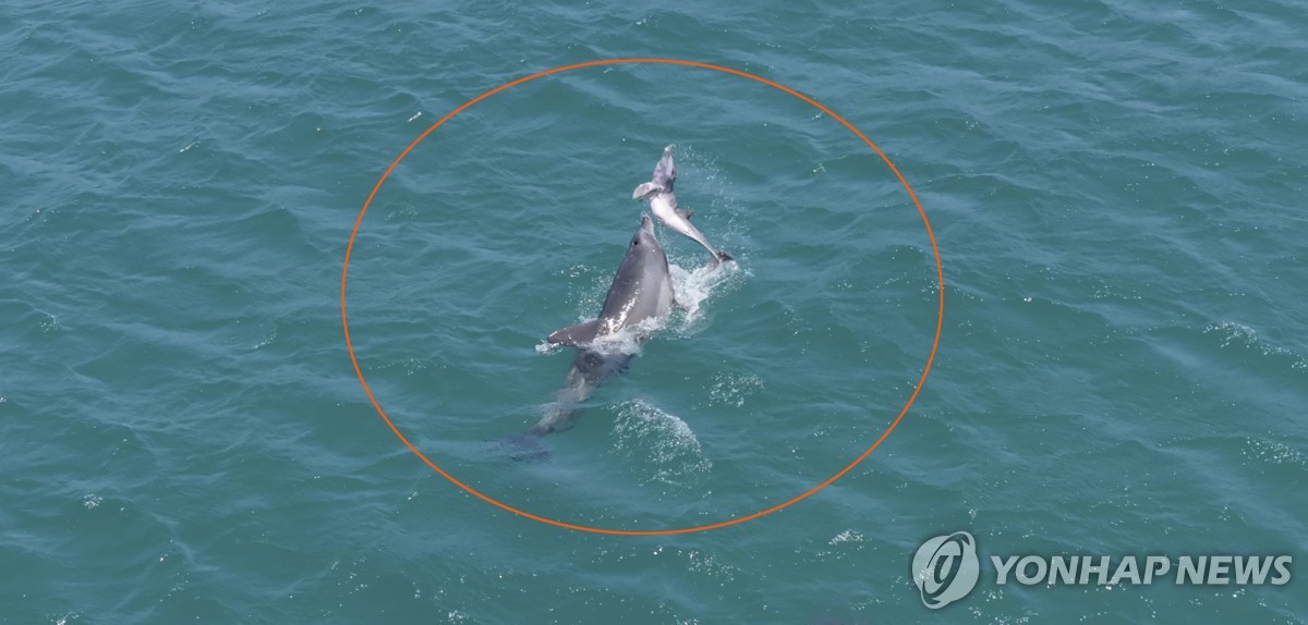 죽은 새끼 업고 다닌 어미 남방큰돌고래 또 발견…벌써 7번째