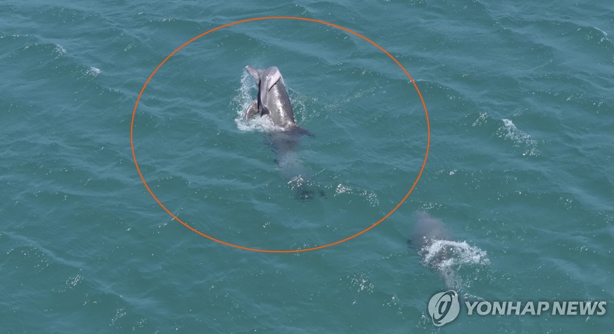 죽은 새끼 업고 다닌 어미 남방큰돌고래 또 발견…벌써 7번째