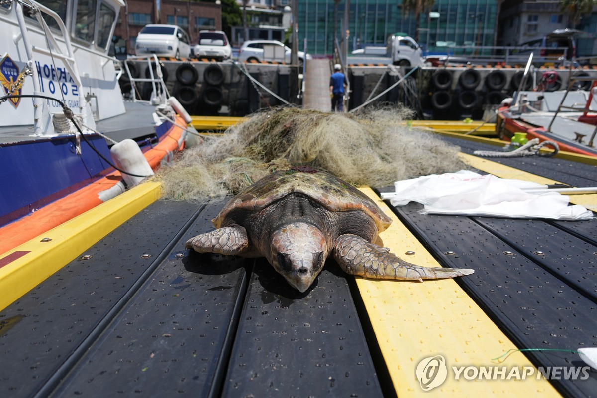 돌고래 만난 바다거북 '줄행랑'…멸종위기종이 한 앵글에