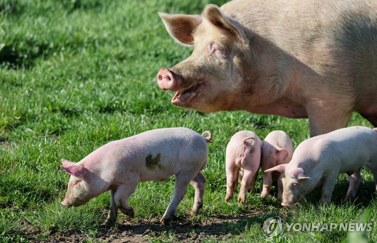 인류의 선별적 개 사랑…"19세기 뉴욕, 떠돌이 개 산채로 수장"