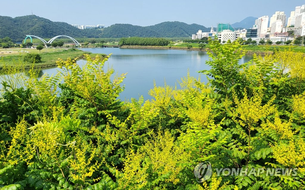 '생태 관광지 태화강 알린다'…모감주나무꽃 관찰장 운영