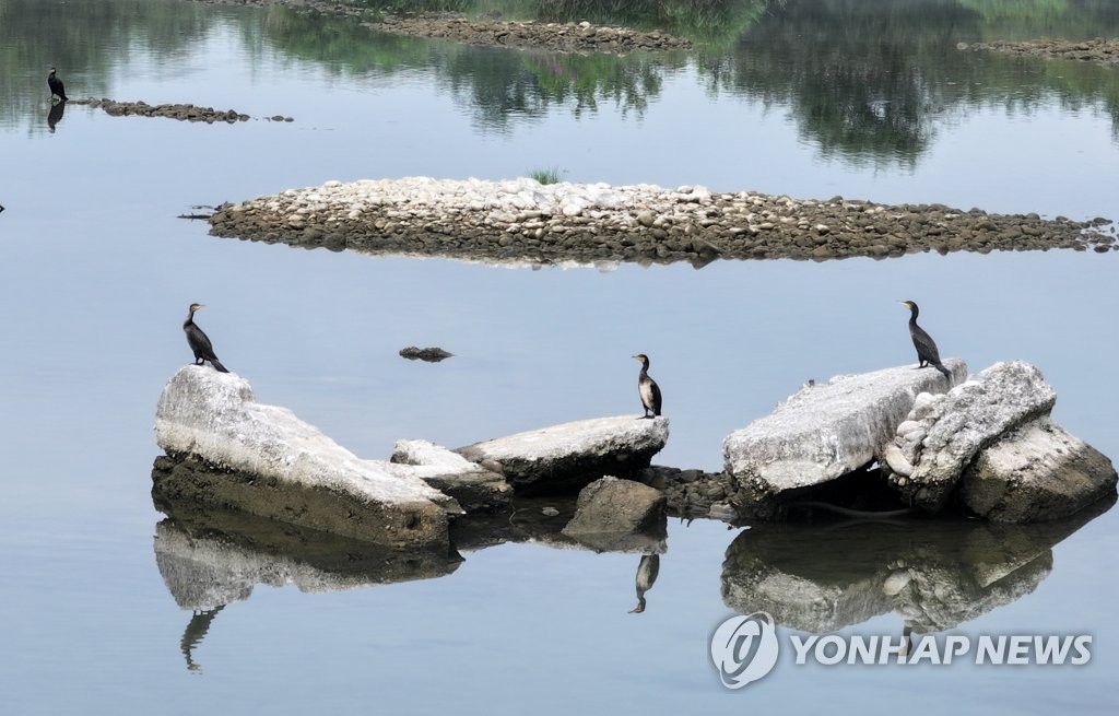 '송어 양식장과 낚시터 지켜라' 평창군, 민물가마우지 퇴치 선포