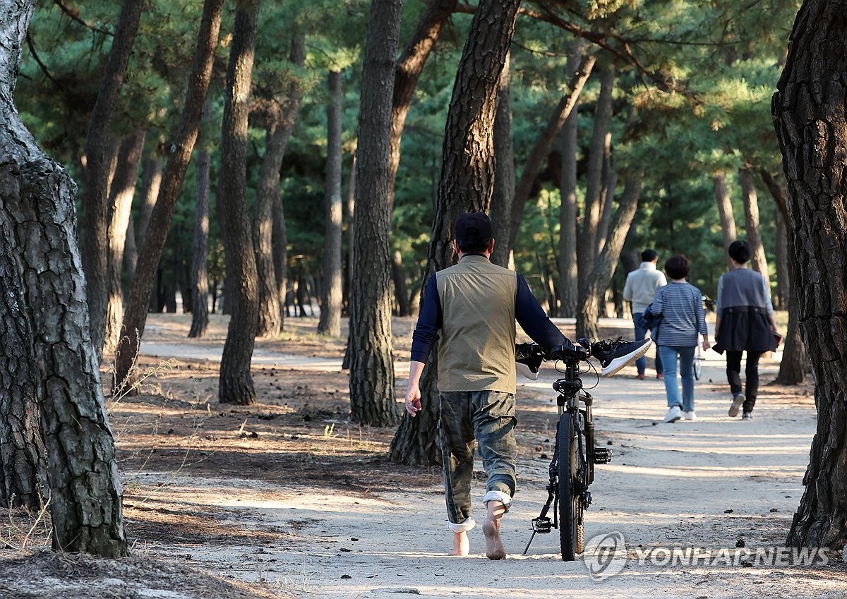 "해안 솔숲 맨발로 걸어요" 강릉시, 힐링 걷기 프로그램