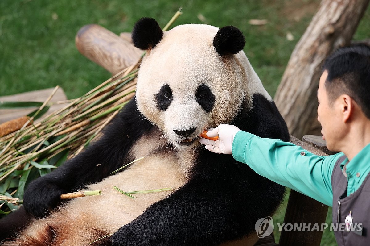 '학대논란' 푸바오, 中 간지 2개월여만 12일 대중에 모습 공개