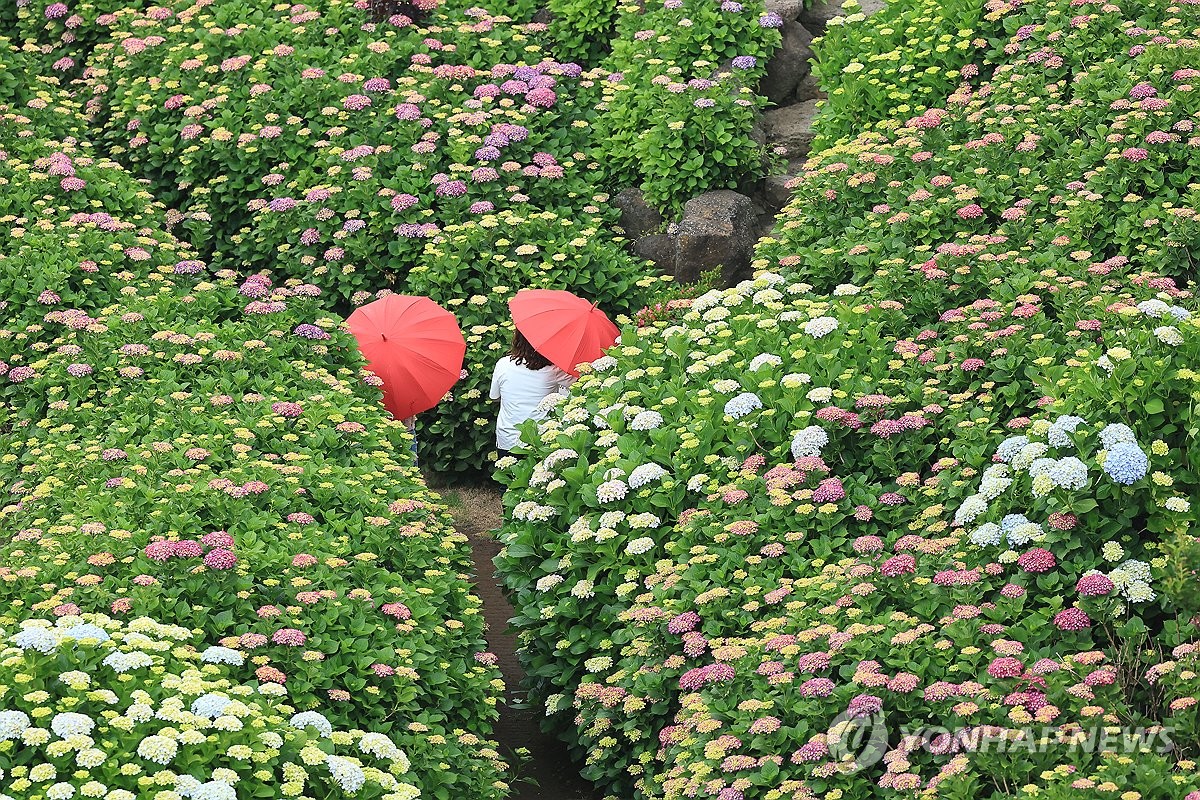 제주 흐리고 비…예상 강수량 20∼60㎜