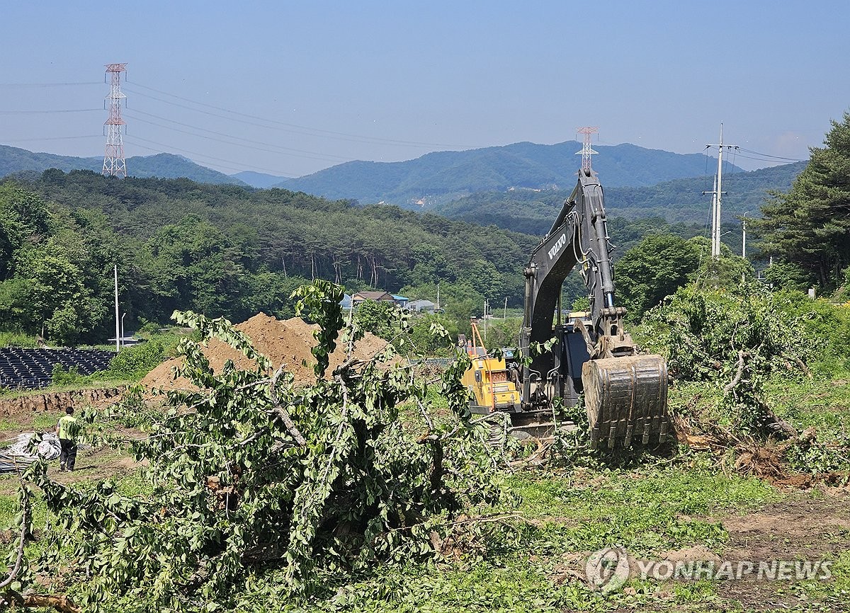 원주 배 농가서 과수화상병 발생…홍천·횡성 이어 세 번째