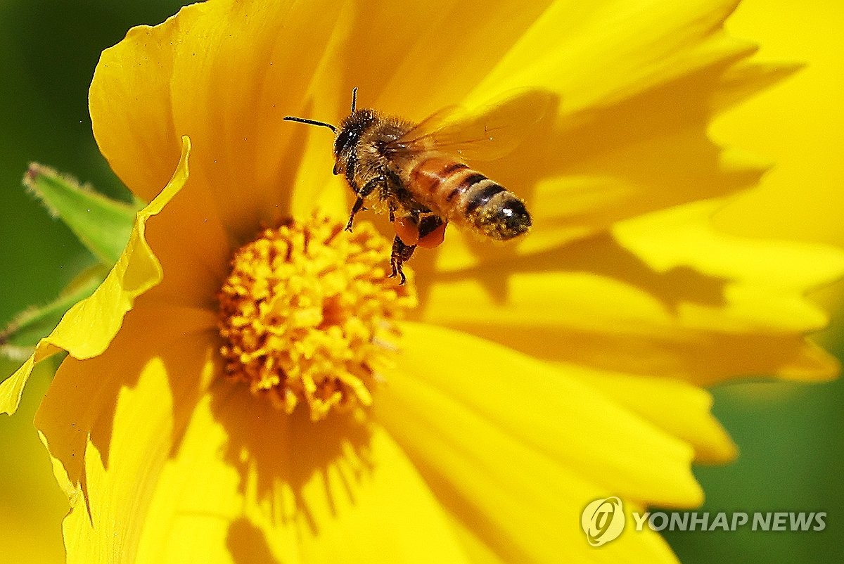 '꿀벌 실종' 막는다…5개 정부 기관, 새 밀원수종 개발 협약