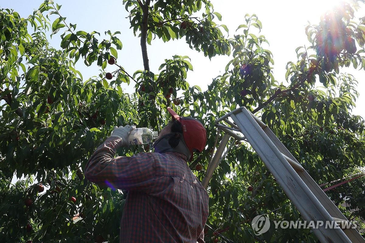 [르포] "새벽 5시면 일 시작해야"…폭염 속 수확 분주 경산 복숭아 농원