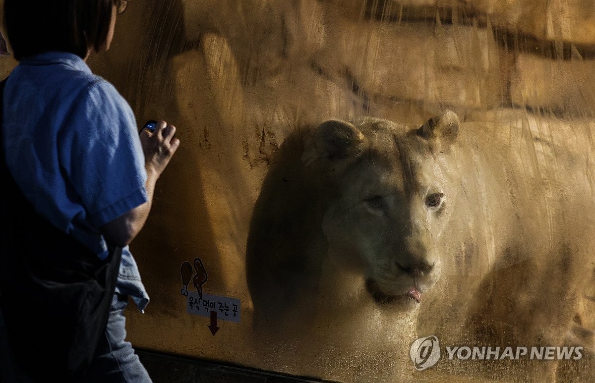 [르포] "푸른 하늘 마음껏 보렴"…'지하 사육장' 백사자의 행복한 이사