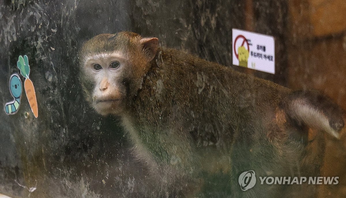 [르포] "푸른 하늘 마음껏 보렴"…'지하 사육장' 백사자의 행복한 이사