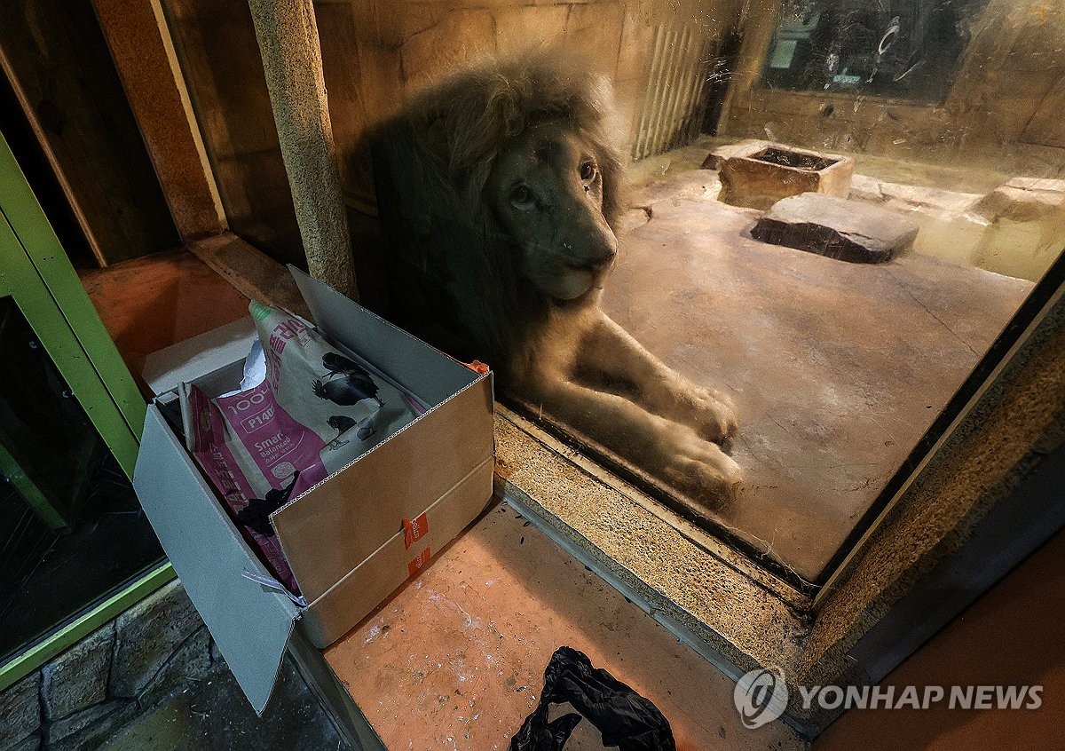 [르포] "푸른 하늘 마음껏 보렴"…'지하 사육장' 백사자의 행복한 이사