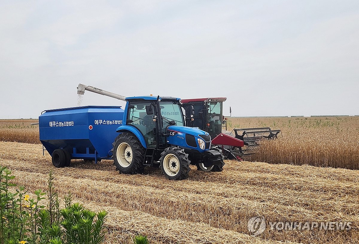 새만금간척지 조사료 생산기지로 '주목'…올해 첫 종자 수확