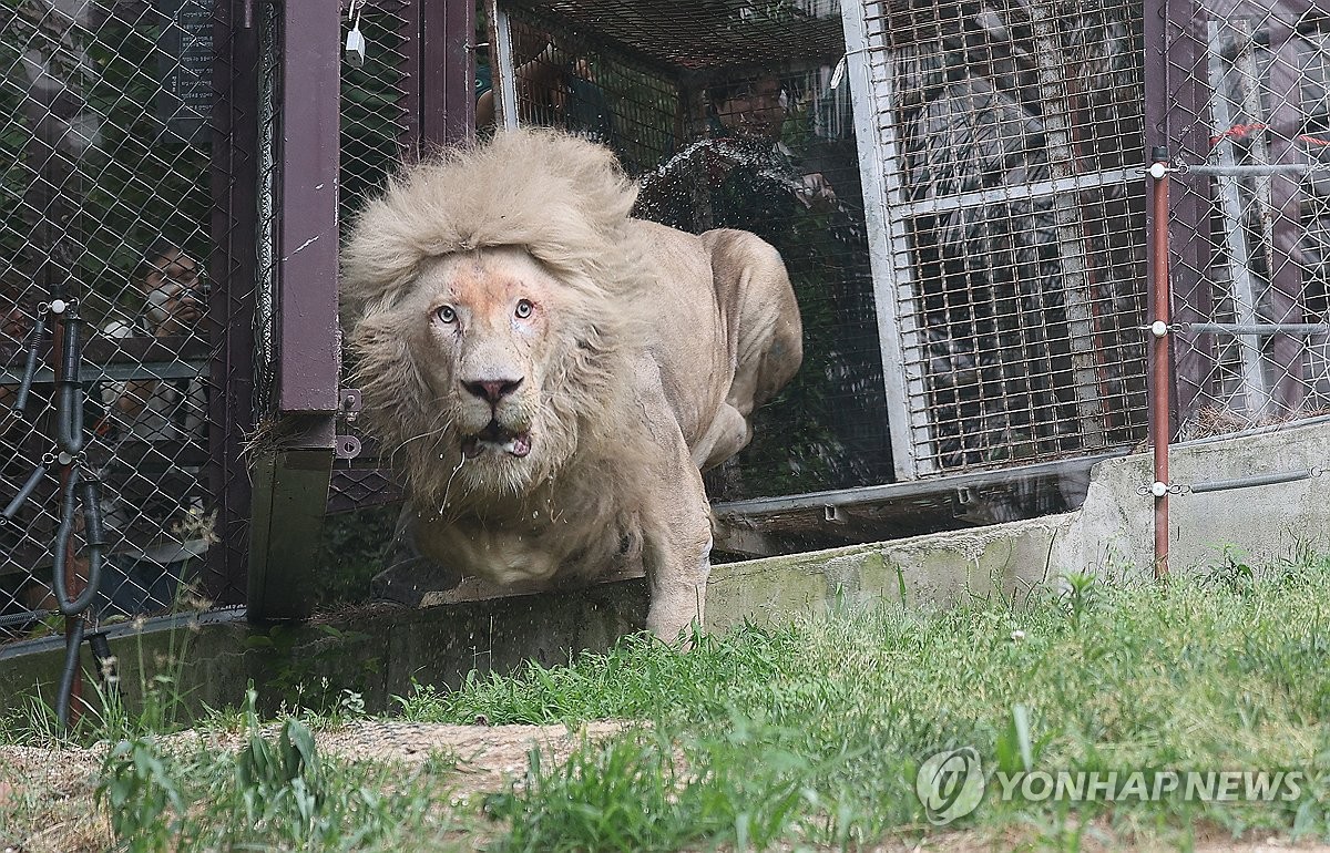 [르포] "푸른 하늘 마음껏 보렴"…'지하 사육장' 백사자의 행복한 이사