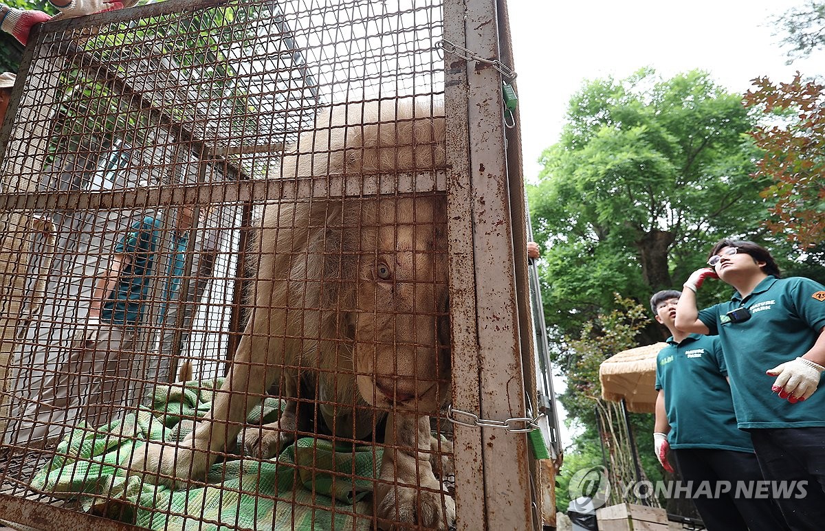 [르포] "푸른 하늘 마음껏 보렴"…'지하 사육장' 백사자의 행복한 이사