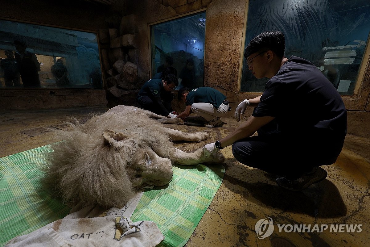 [사진톡톡] 7년 만에 바깥세상 만나는 백사자