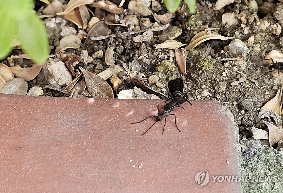 초여름 불청객 '러브버그'…올핸 역대급 이른 폭염 속 더 극성