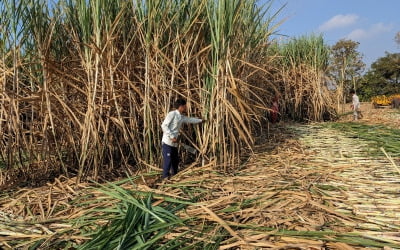 설탕값 6개월래 최저<br>브라질·인도 공급 회복 전망
