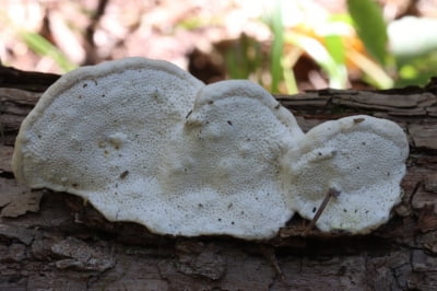 국내 연구진, '근손실' 막는 버섯 찾았다