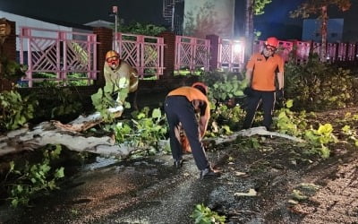 도로 침수되고 나무 쓰러지고…대구·경북 호우 피해 신고 16건