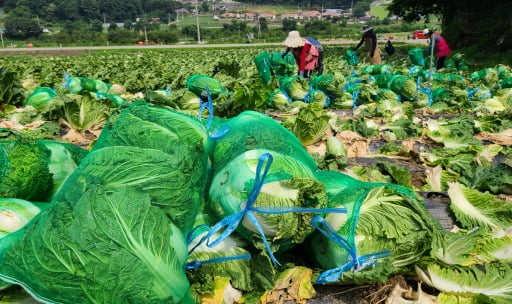 여름 배추산지인 강원 평창에서 외국인 근로자들이 배추 수확을 하고 있다./연합뉴스