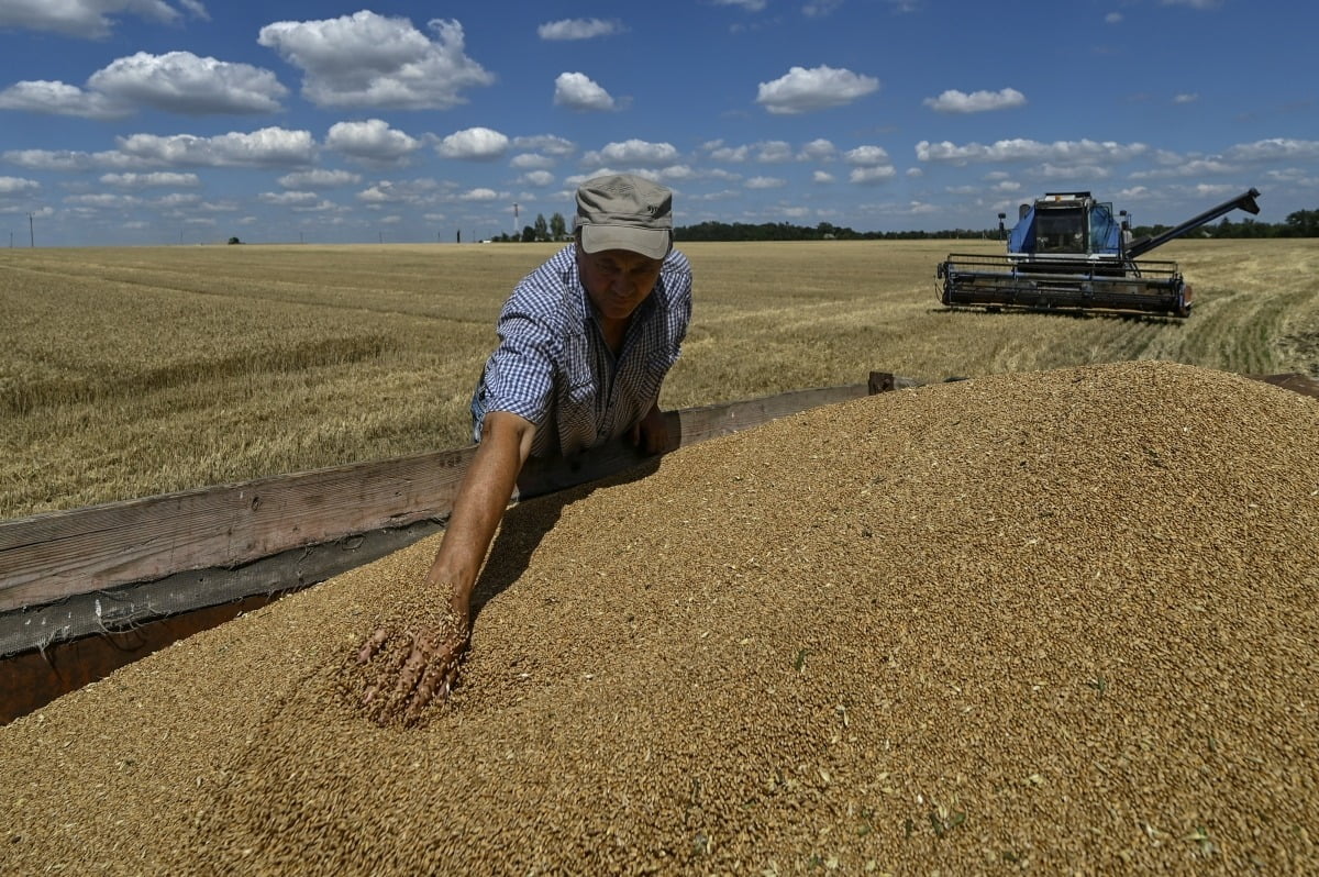 지난달 29일(현지시간) 우크라이나 자포리자 지역에서 농부가 수확한 밀을 확인하고 있다. 2022년 러시아가 우크라이나를 전면 침공하며 급등한 밀 가격은 올해 들어 안정세를 보이고 있다. /로이터