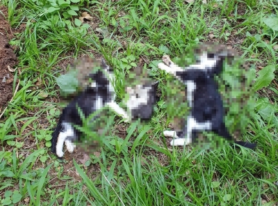 아파트서 죽은채 발견된 고양이 4마리…"사체 훼손 흔적도"