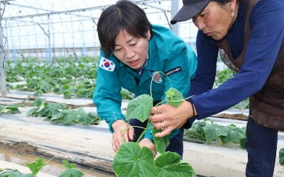 집중 호우에 축구장 1만4000개 규모 농작물 침수