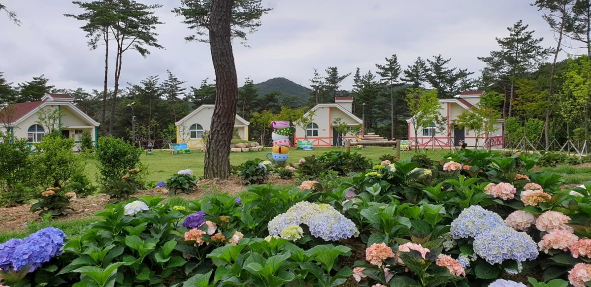 새단장한 달음산 국립자연휴양림의_수국 정원. 국립자연휴양림관리 제공