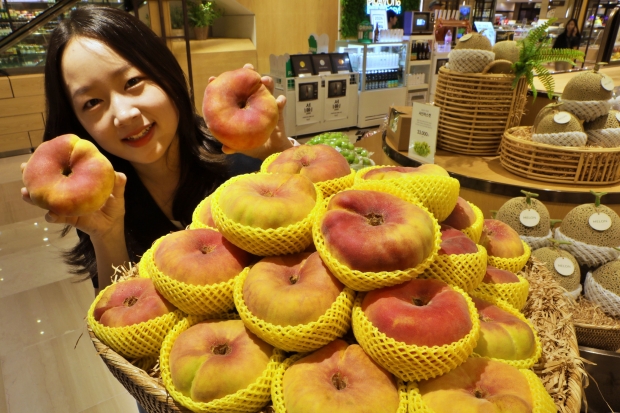 팡팡 터지는 과즙! 여름 제철 황금 복숭아 드셔보세요! 롯데백화점 경북 의성 납작 복숭아 '황금 반도' 판매