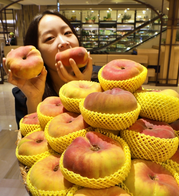 팡팡 터지는 과즙! 여름 제철 황금 복숭아 드셔보세요! 롯데백화점 경북 의성 납작 복숭아 '황금 반도' 판매