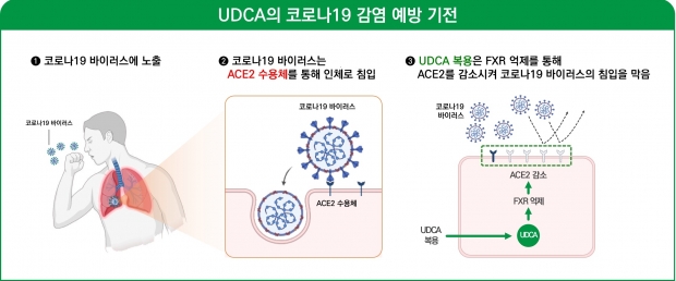 간장약 성분 'UDCA', 코로나19 감염 예방에도 효과… 국내 연구서 확인