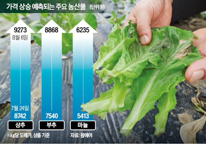 귀한 몸 된 상추·깻잎…도매가 20% 더 뛴다