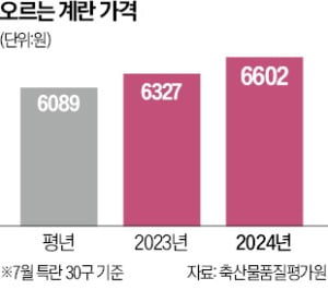 농식품부가 매일 가격 고시…'깜깜이' 계란 거래 사라진다