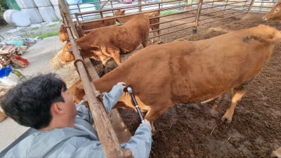 "비양심업자 잡는다" 한우, 한돈으로 둔갑해 팔면 최대 7년 징역