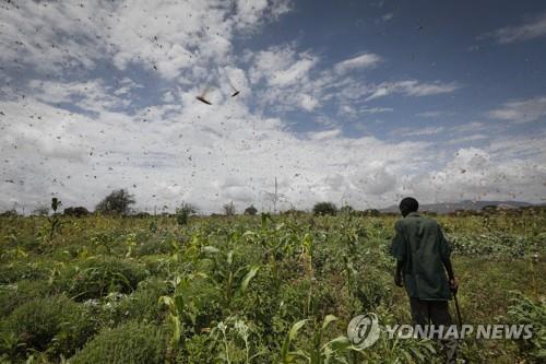 전세계 '밥상 위기'…기후변화에 농작물 수확 감소 지속 우려