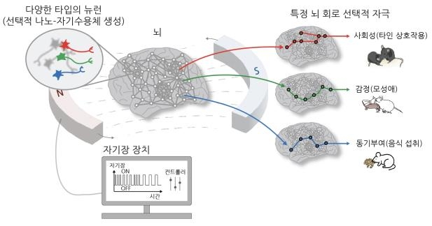 동물의 뇌 자기장으로 자극해 모성애·식욕 활성화 성공