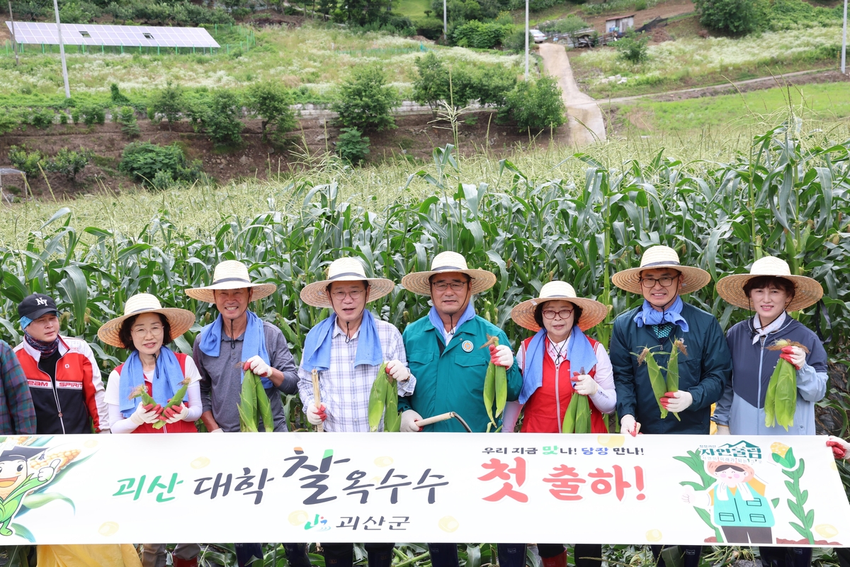 "달고 고소해요" 괴산 대학찰옥수수 본격 출하