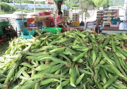 "제철 옥수수·감자 맛볼까" 13∼14일 옥천서 축제