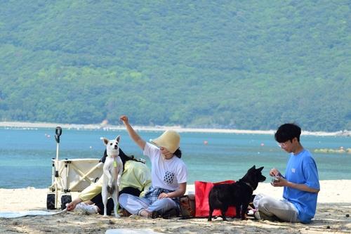 [전국 레이더] 전용 해수욕장에 테마파크까지…반려동물 친화정책 봇물